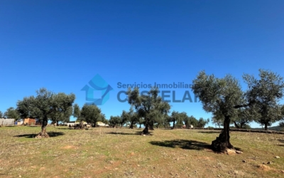 Parcela – Olivar (Oliva de la Frontera).